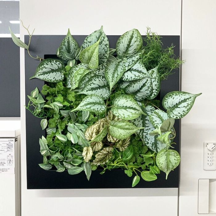 フェイクグリーン 壁掛け用 マグネットタイプ 中古